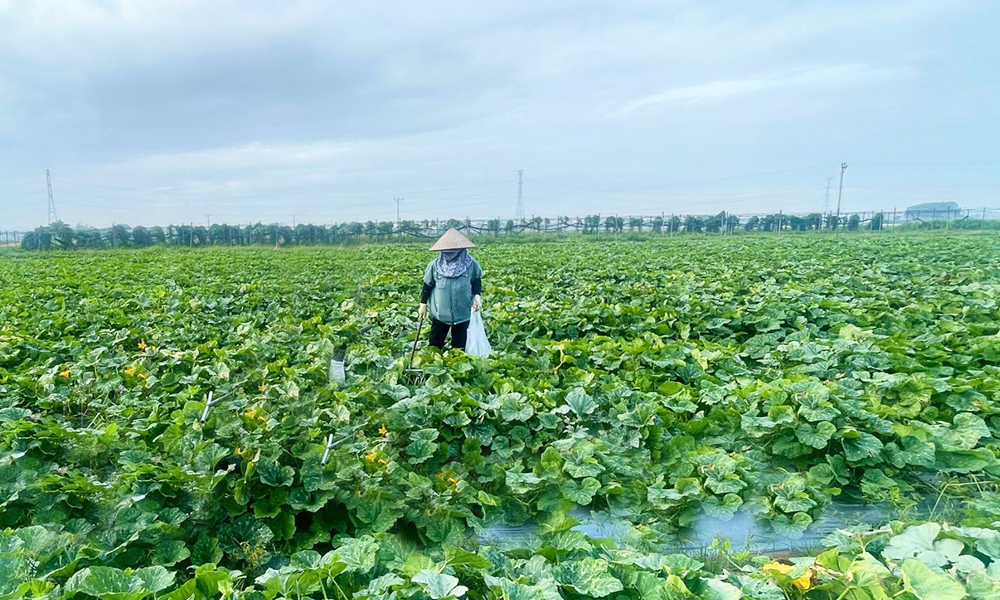  Sở Nông nghiệp và Môi trường: Các địa phương chủ động ứng phó với bão số 9, bảo vệ sản xuất nông nghiệp